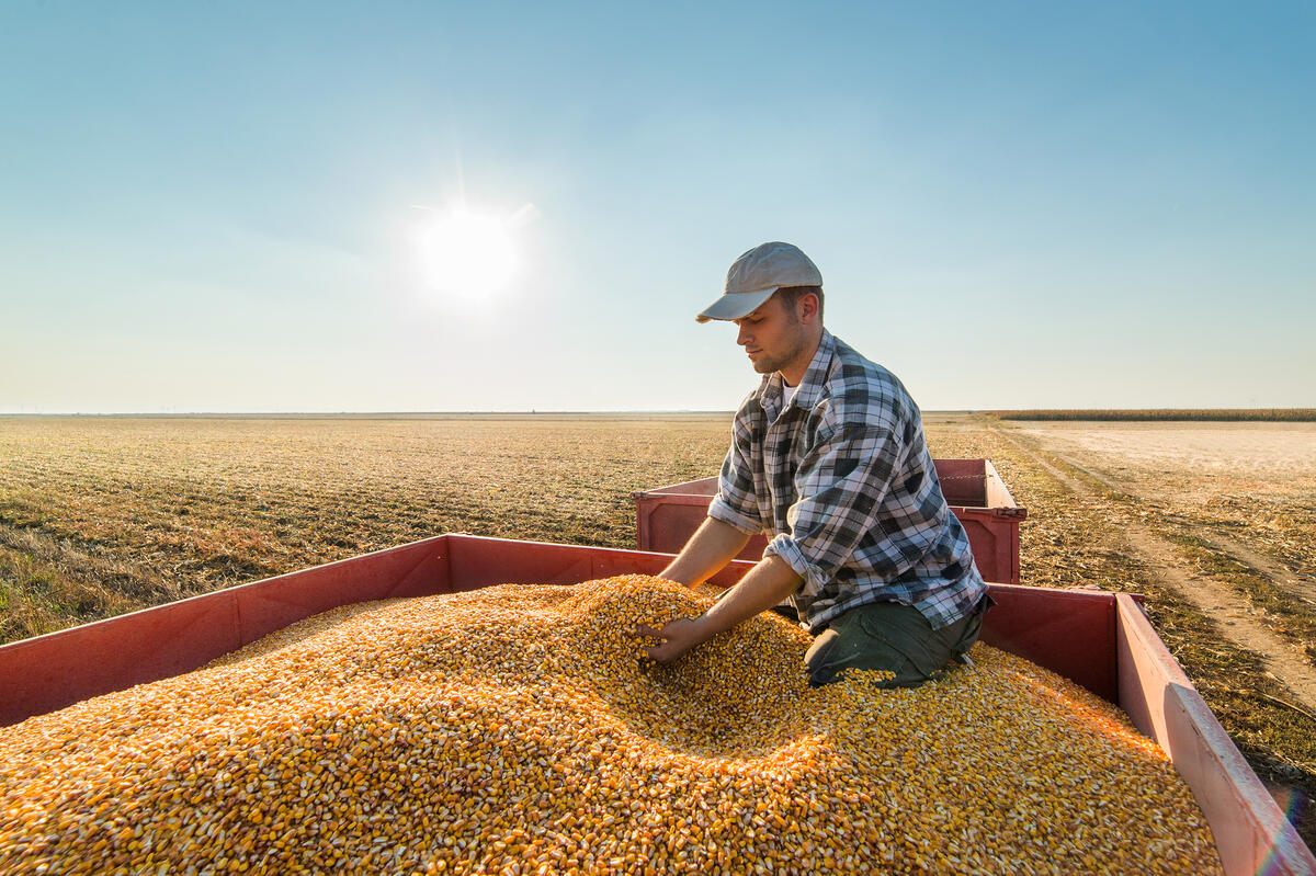 Farmer sifting through grains on a field